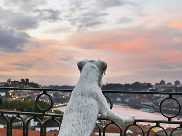 Pet Friendly - The Yeatman, Porto