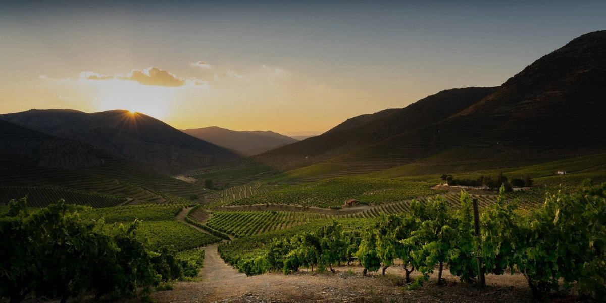 Sogrape vineyards